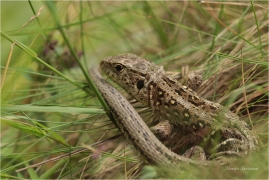 <p>JEŠTERKA ŽIVORODÁ (Lacerta vivipara) Slovensko - Volovské vrchy ---- /Viviparos lizard - Waldeidechse/</p>